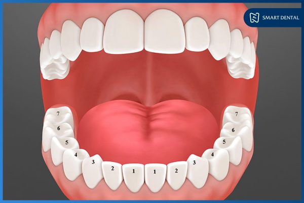 Trồng răng số 5 1 Trồng răng số 5 1